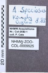 Etiketten zu Acuminator catei (NHMW-ZOO-COL-0009925)